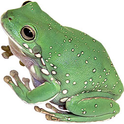 White's Tree Frogs